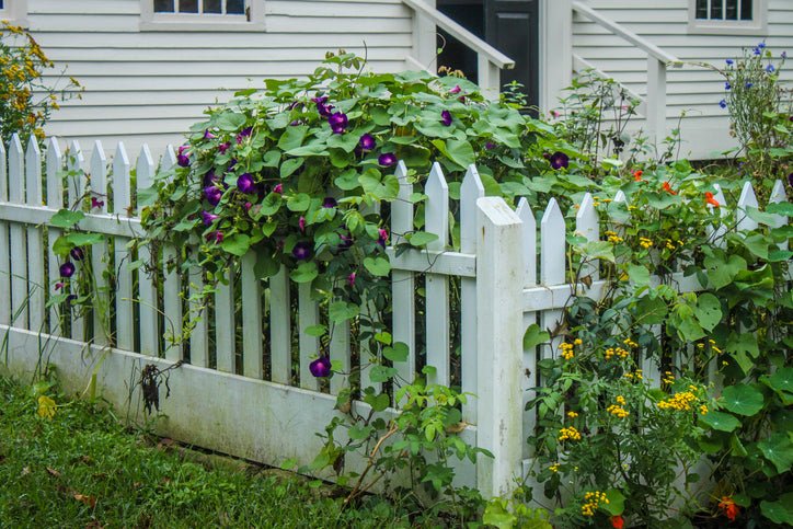 Flowers in season in September - Amazing Graze Flowers