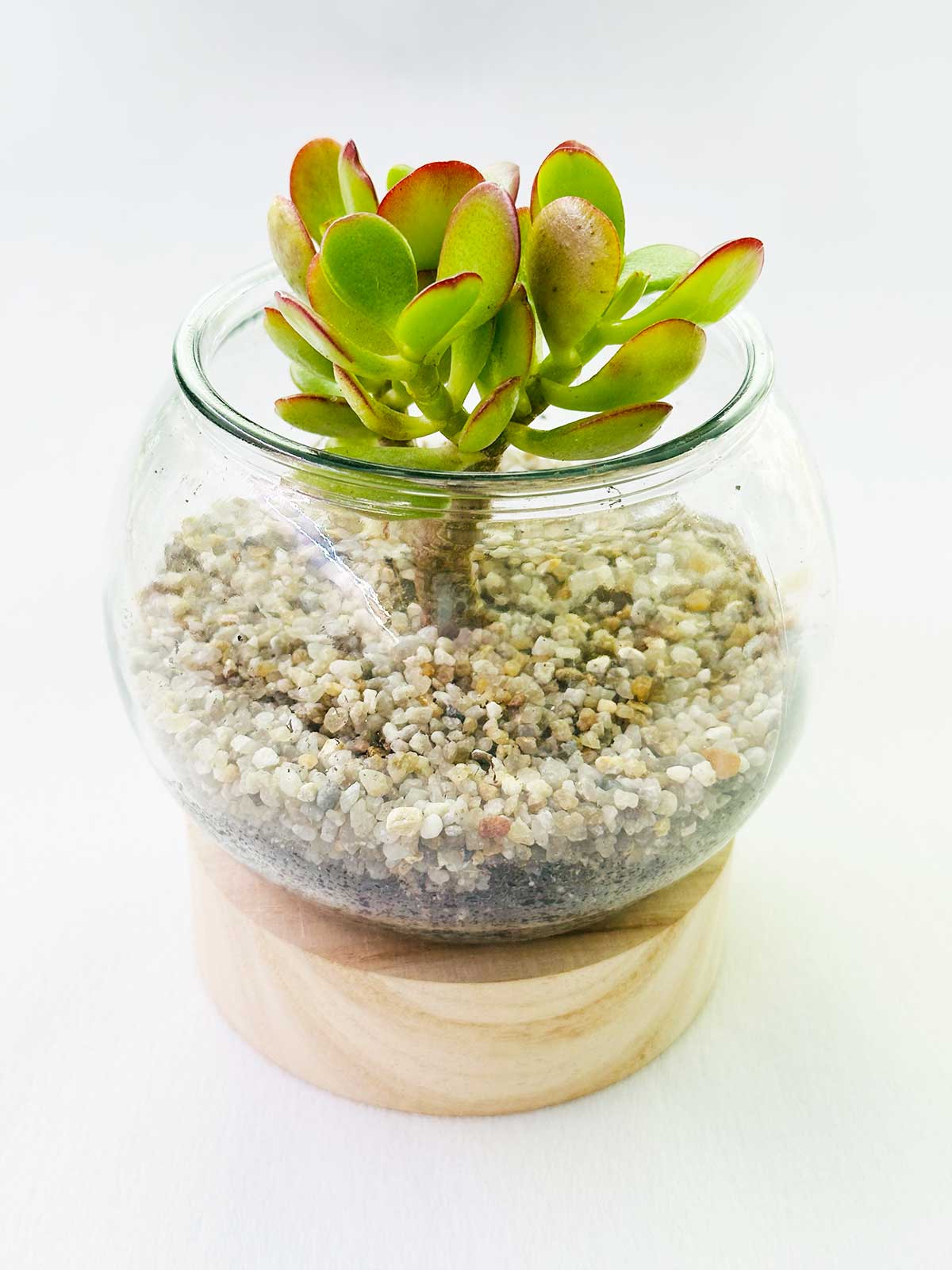 Glass Terrarium open with wooden base 120mm x 120mm