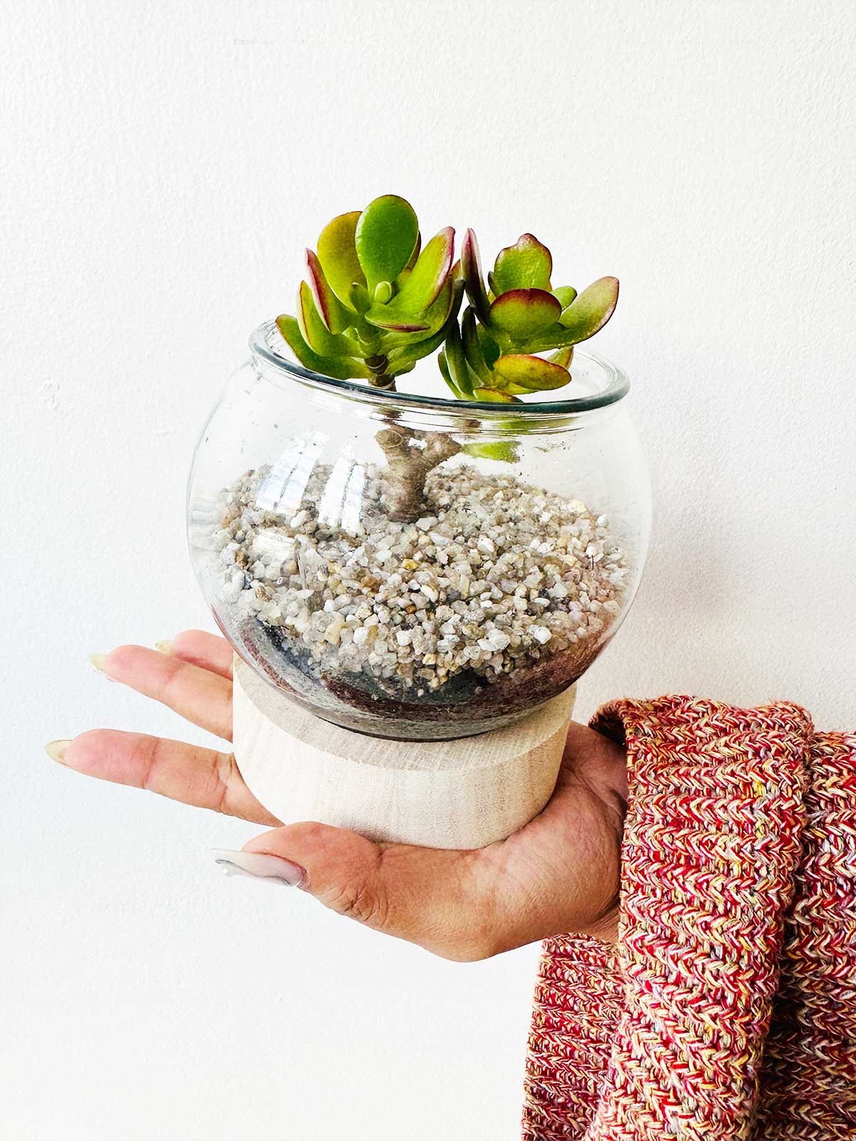 Glass Terrarium open with wooden base 120mm x 120mm