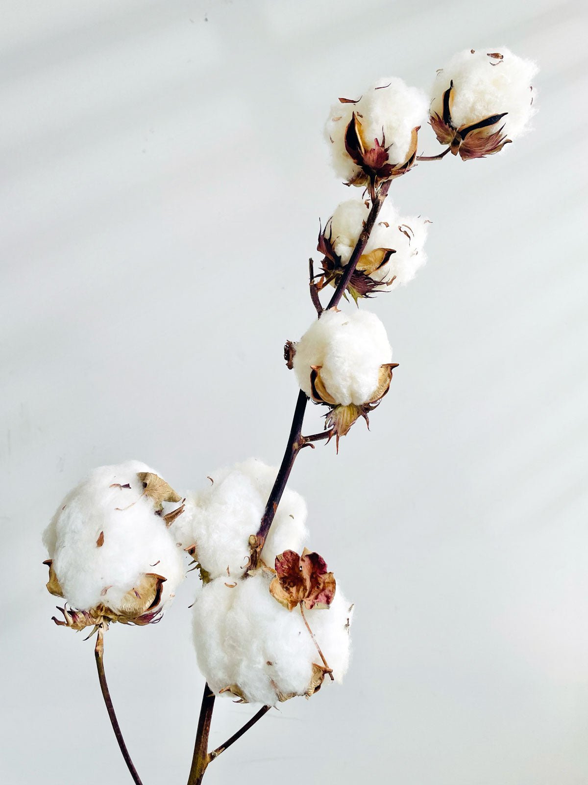 Dried Cotton Flowers