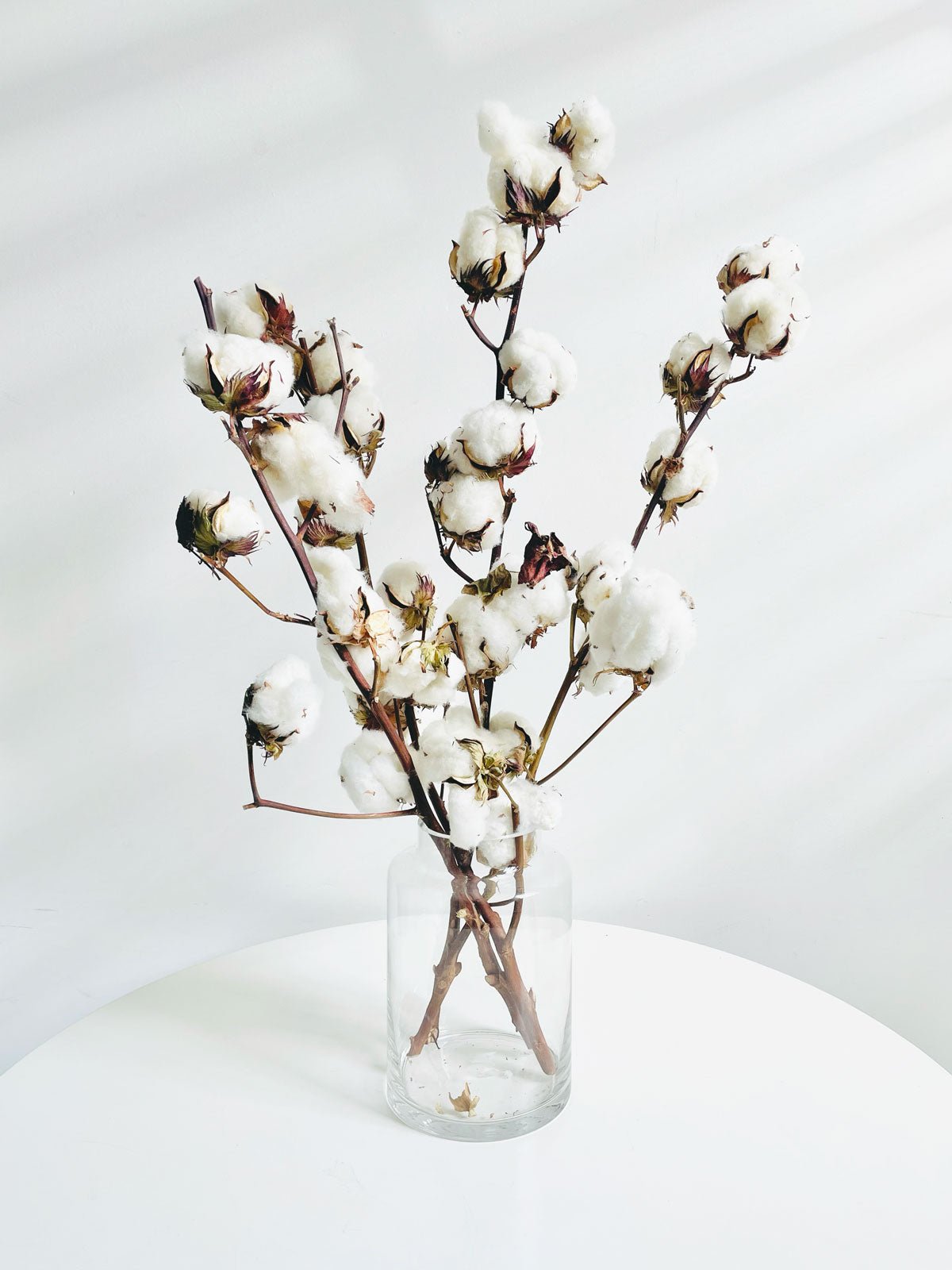 Dried Cotton Flowers