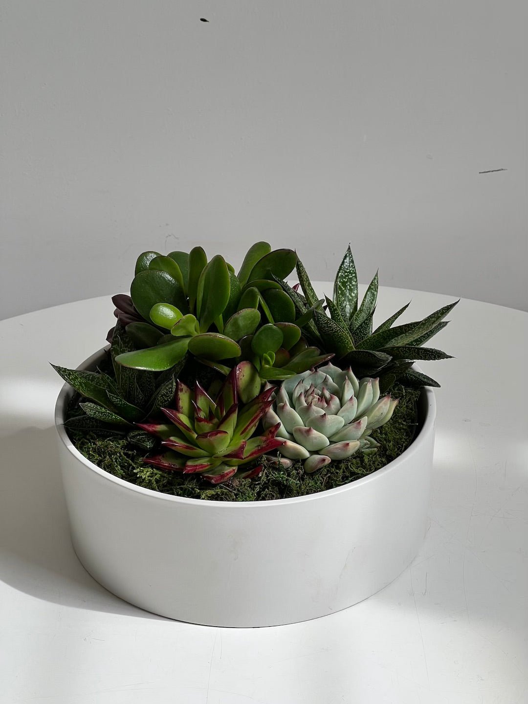 Large Succulent Bowl 230mm - Amazing Graze Flowers