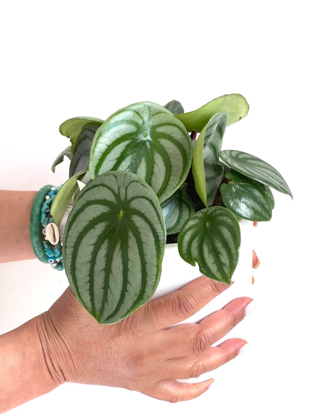 Peperomia Plant 120mm & Pot - Amazing Graze Flowers